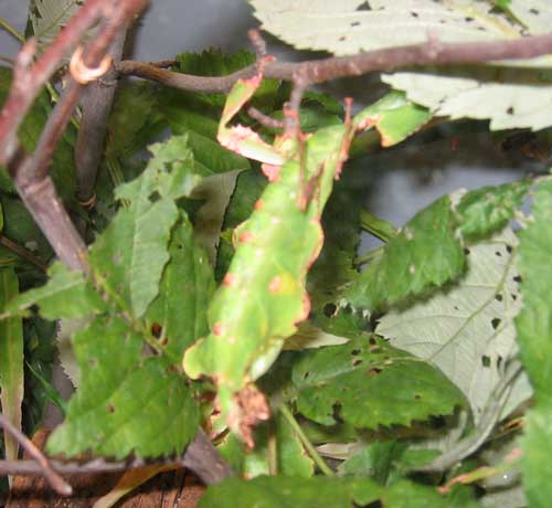 malaysian leaf insect