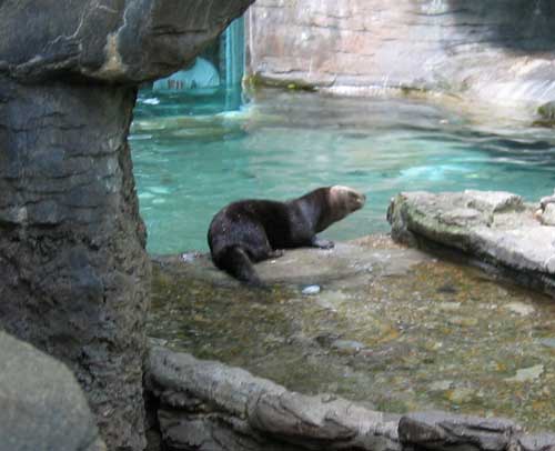 north american river otter