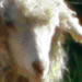 Blue Moon Mohair