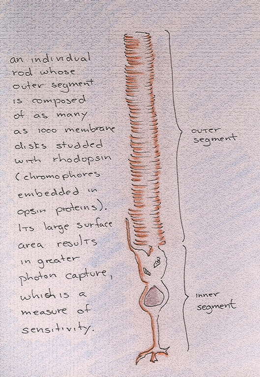 Untitled Document [homepages.uc.edu]