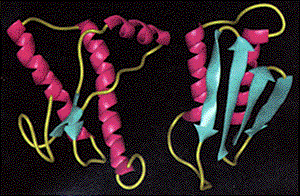 prion protein