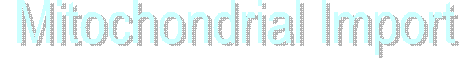  Mitochondrial Import