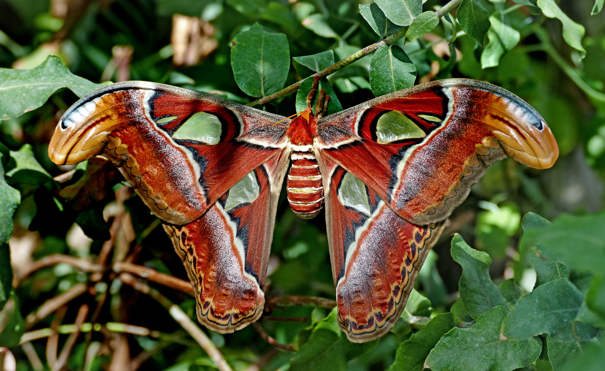 Atlas Butterfly