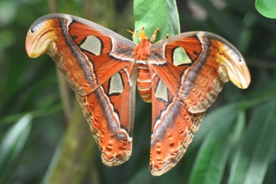 Atlas Butterfly