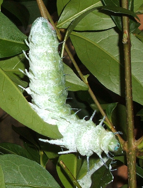 Atlas Caterpillar
