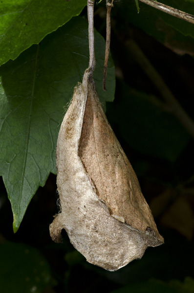 Atlas pupa