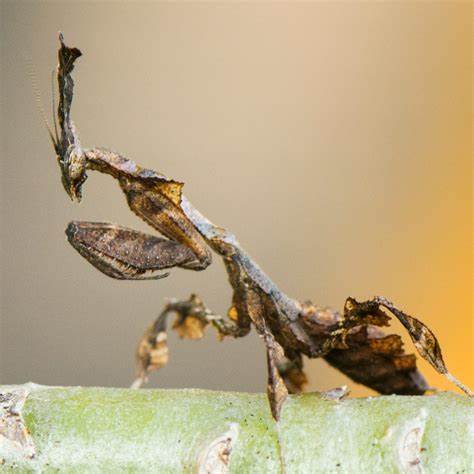 Ghost Mantis