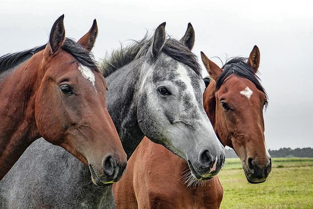 Image of horses