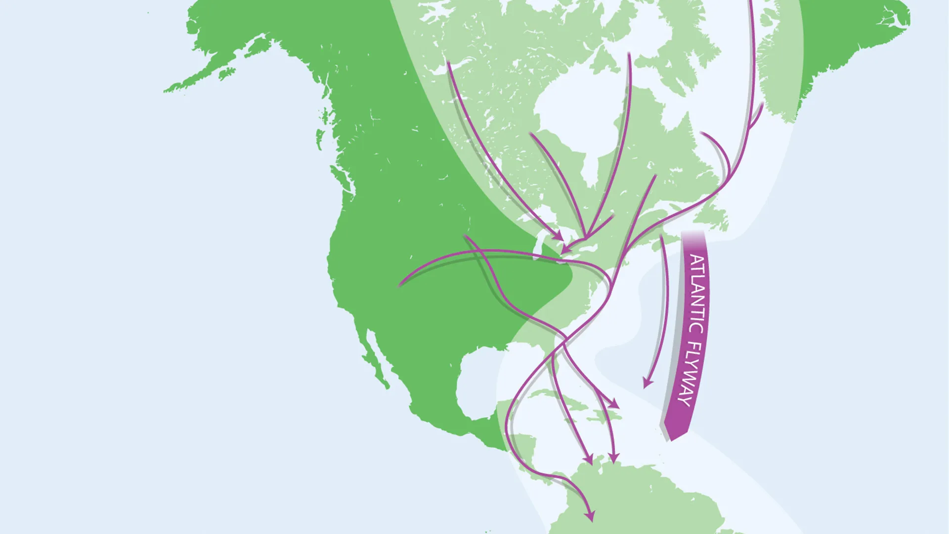 A graphic depicting the Atlantic Flyway. This path Crosses from Canada to South America, along the eastern coast of the United States.
