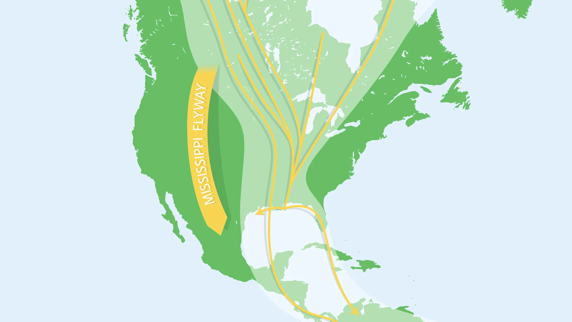 A graphic depicting the Mississippi Flyway. This path Crosses from Canada to South America, along the Mississippi River.