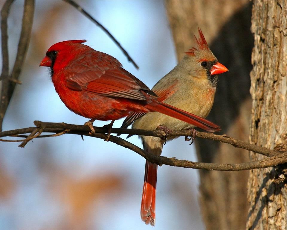 A Pair of Northern Cardinals