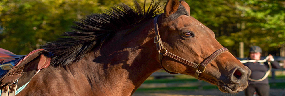 Bella, the horse, training
