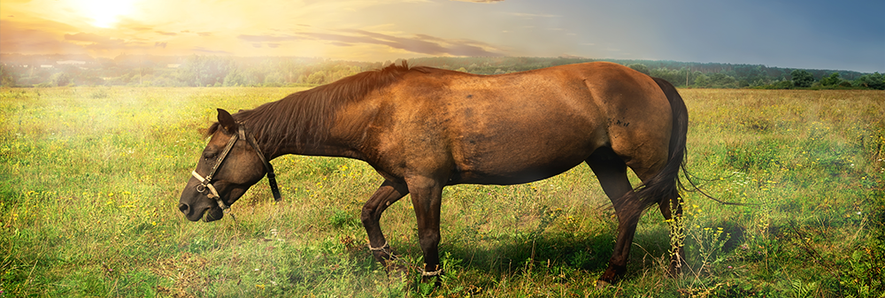 Horse Standing in a Pasture at Sunset