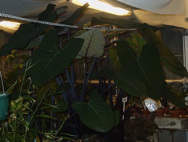 Large Leaf Caladium