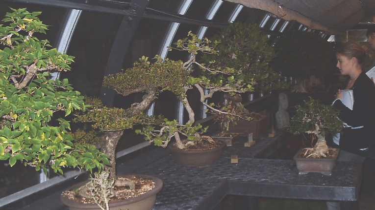 Bonsai room