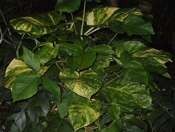 Large leaves on Epipremnum aureum