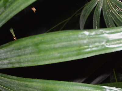 Rhapis excelsa leaf