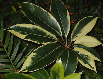 Large leaves on a Schefflera arboricola