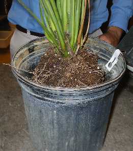 Planting Draceana indivisia just below the rim