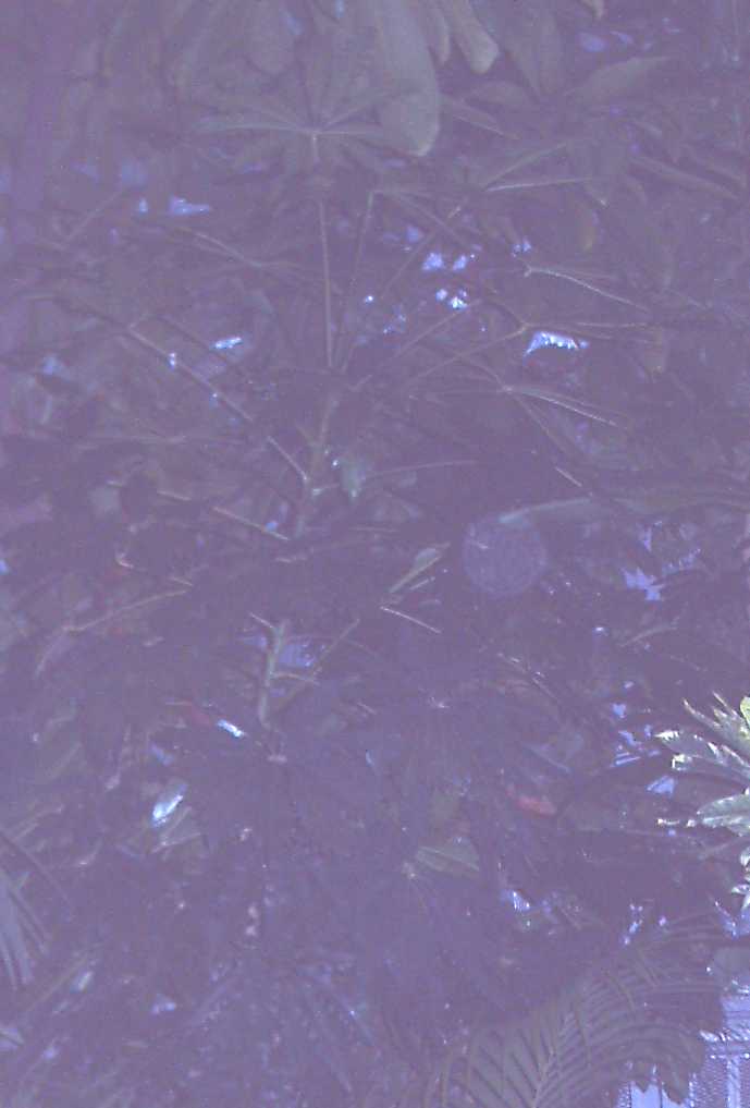 Brassia actinophylla