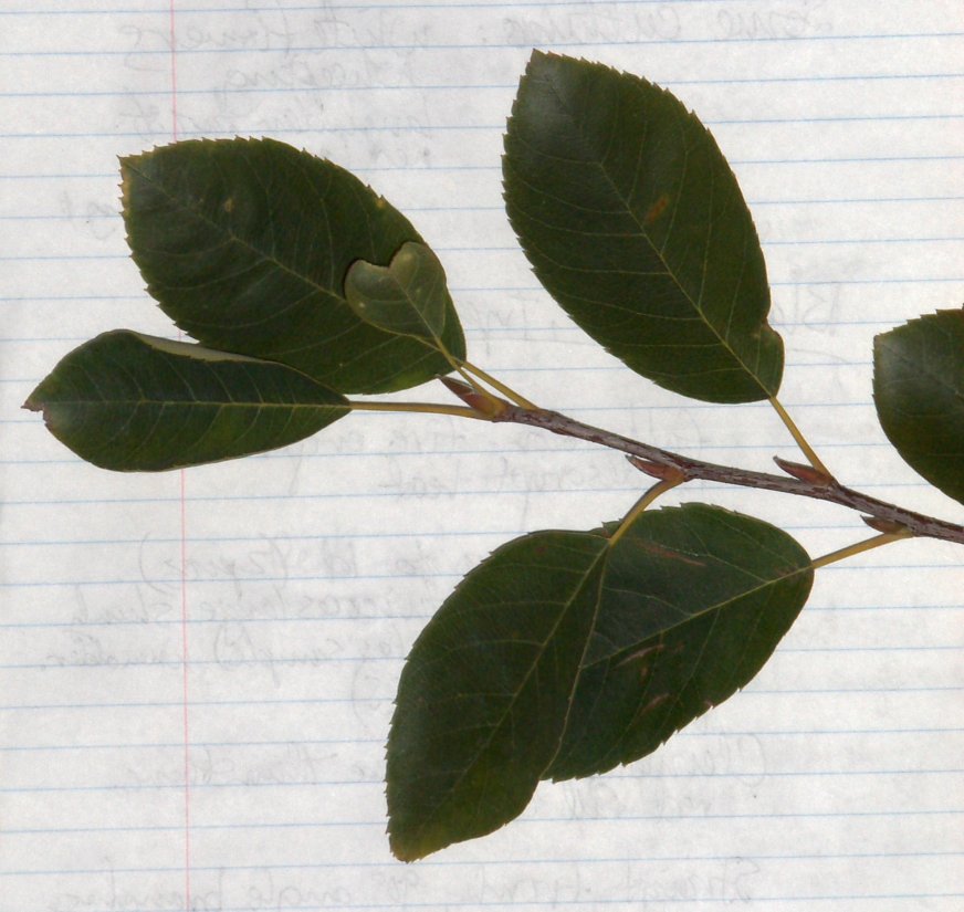 Ameanchier x grandiflora, Apple Serviceberry, cutting