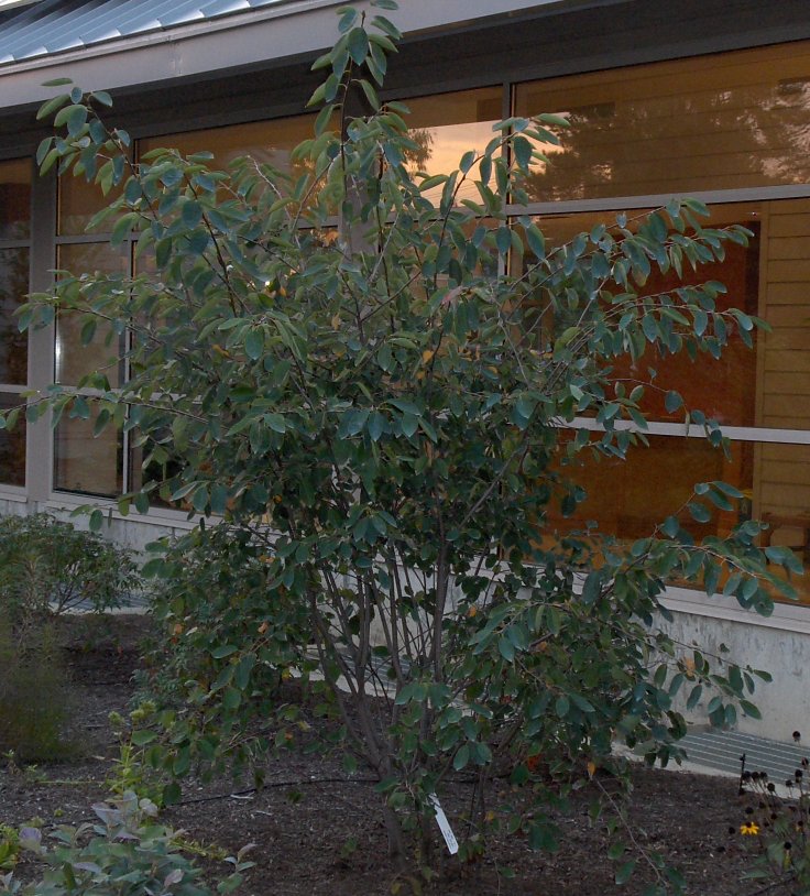 Amelanchier  grandiflora, Apple Serviceberry