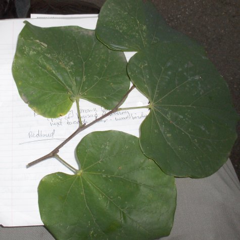 Cercis canadensis Redbud cuttng