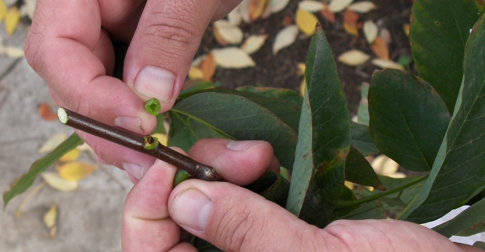 Cladrastis kentukea Yellowwood bud and petiole