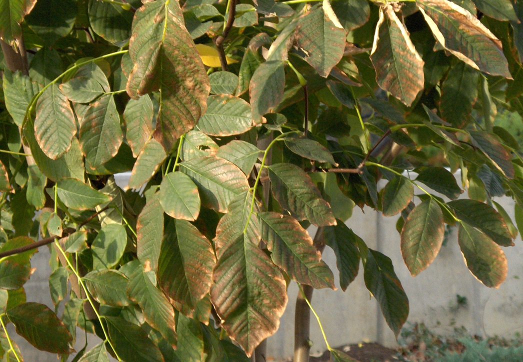 Cladrastis kentukea Yellowwood leaves