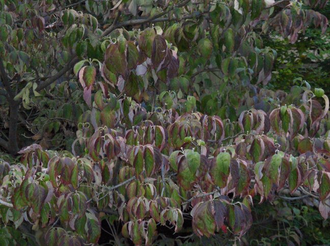 Closeup of Cornus florida, Flowering Dogwood