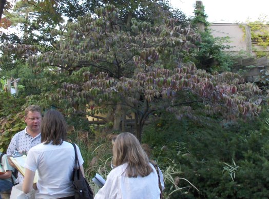 Cornus florida, Flowering Dogwood