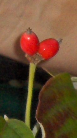 Fruit of the Cornus florida, Flowering Dogwood