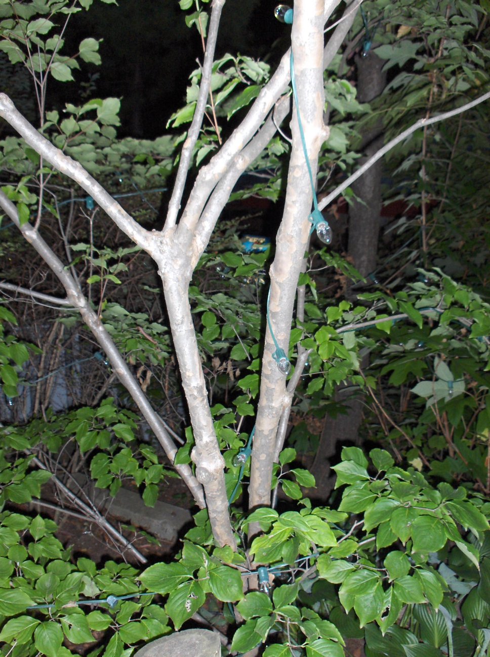 Bark of the Cornus kousa, Kousa Dogwood