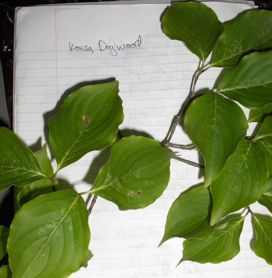 Cornus kousa, Kousa Dogwood cutting