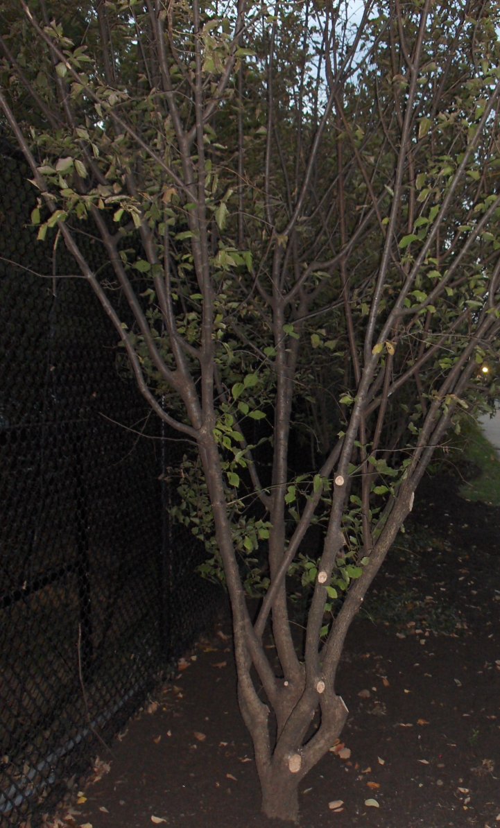 Cornus mas, Cornelian Cherrry Dogwood