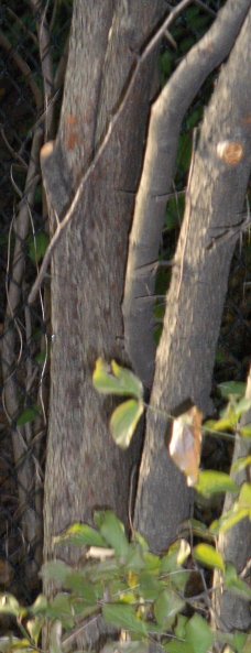 Crataegus phaenopyrum Washington Hawthorn bark