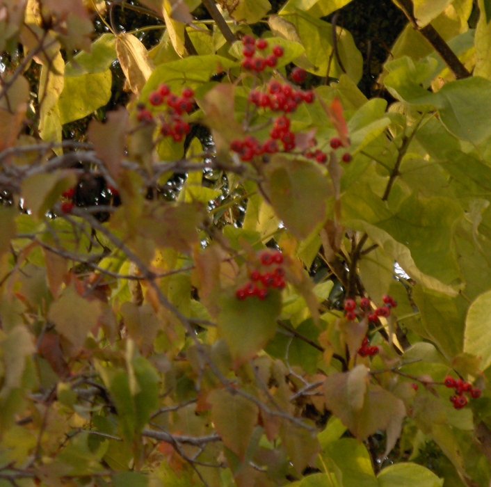 Crataegus phaenopyrum Washington Hawthorn berries