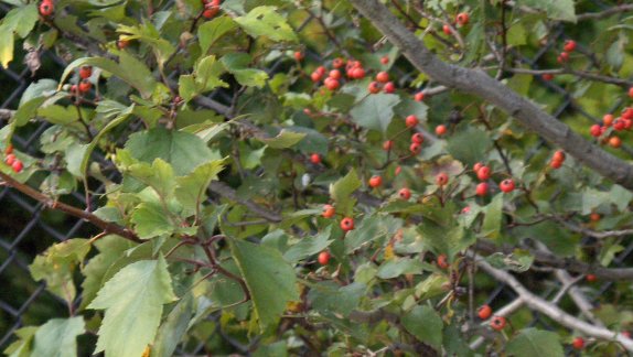 Crataegus virdis 'Winter King' Winter King Hawthorn berries