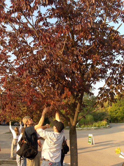 Fraxinus americana, White Ash