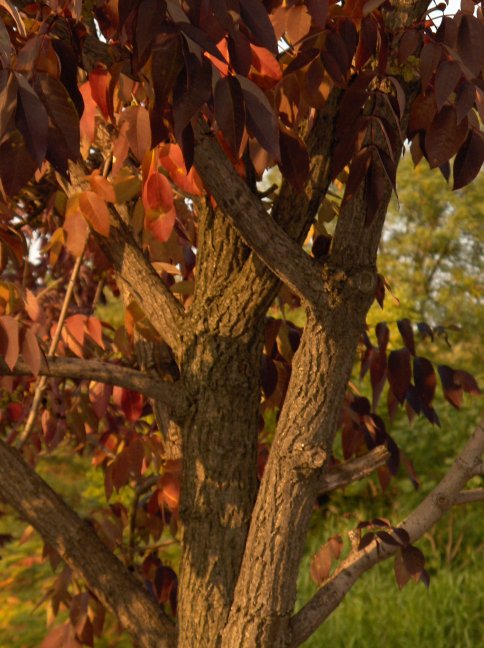 Bark of the adult Fraxinus americana, White Ash