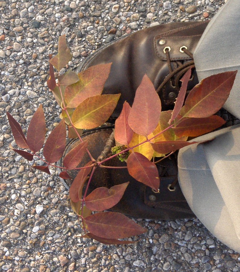 My Fraxinus americana cutting.  And my feet.