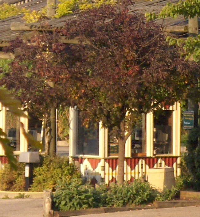 Fraxinus americana, White Ash, from a distance