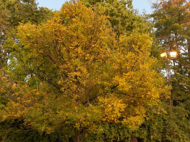 Fraxinus pennsylvanica, Green Ash