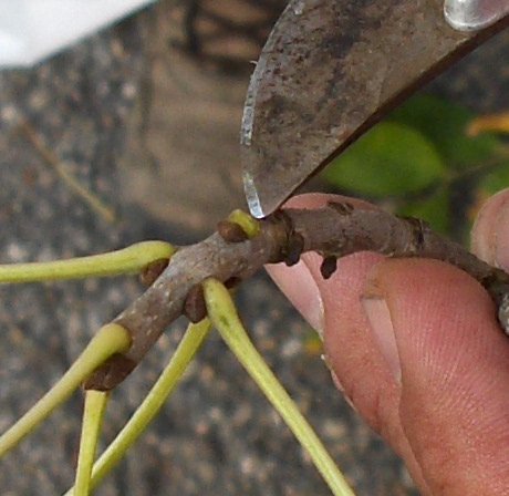 Bud of the Fraxinus pennsylvanica