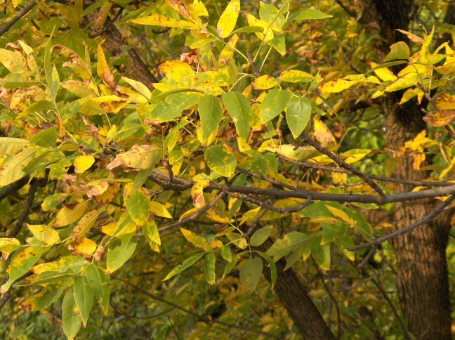 Fraxinus pennsylvanica, close