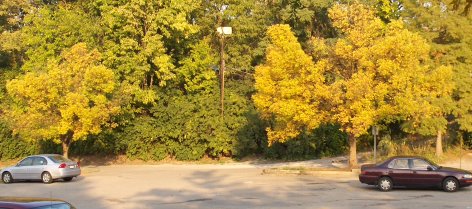 Fraxinus pennsylvanica, Green Ash, from a distance