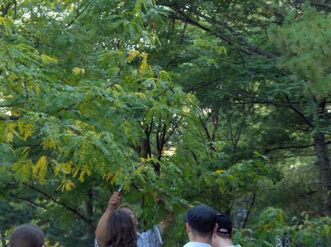 Thornless Honeylocust - Gleditsia tricanthos var. inermis