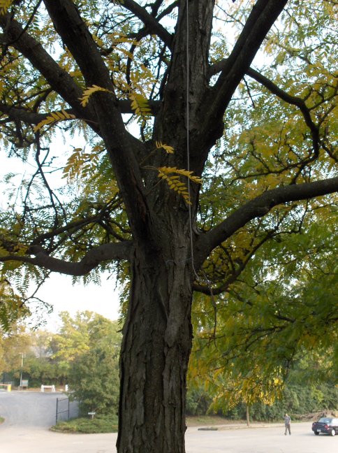 The bark of Geliditsi tricanthos var. inermis, Thornless Honeylocust