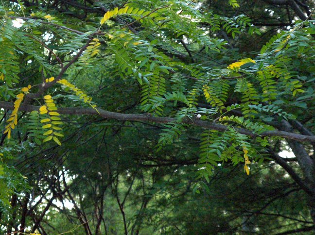 A closer look at Gleditsia tricanthos var. inermis, Thornless Honeylocust