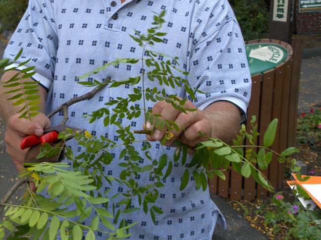 A cutting of Gleditsia tricanthos var. inermis, Thornless Honeylocust